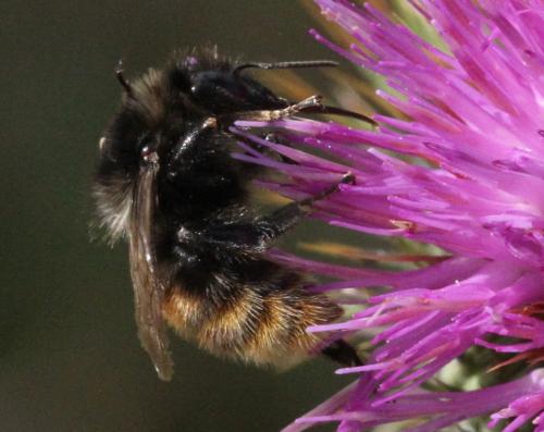 Bombus pomorum